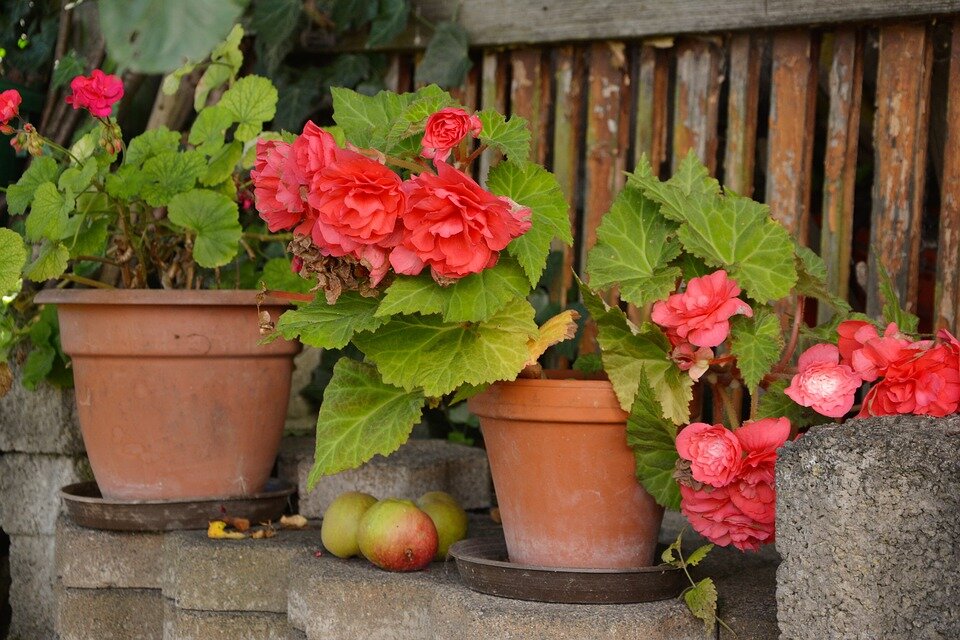 https://cdn.pixabay.com/photo/2016/08/18/17/56/begonias-1603524_960_720.jpg