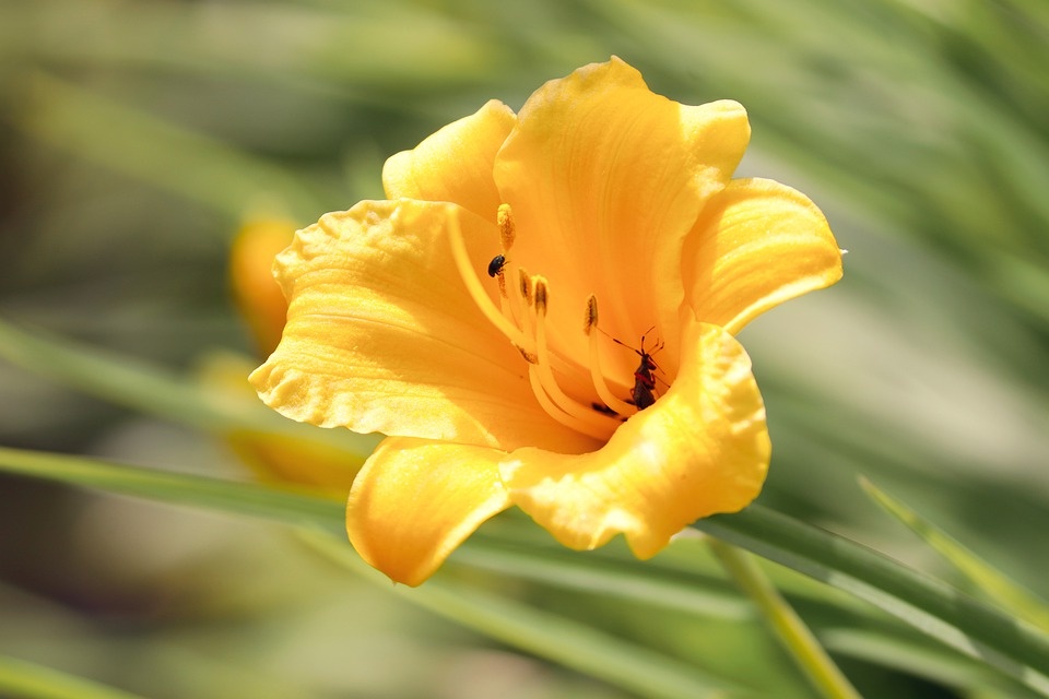  крыніца :https://pixabay.com/photos/freesia-blossom-bloom-yellow-4290088/