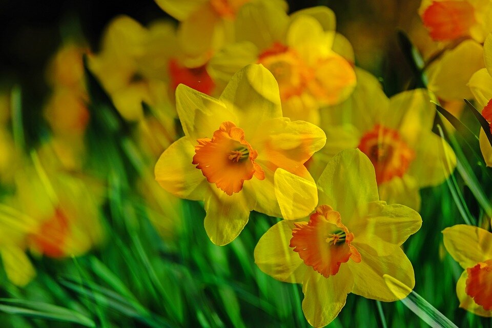 https://cdn.pixabay.com/photo/2019/04/08/08/38/narcissus-4111581_960_720.jpg