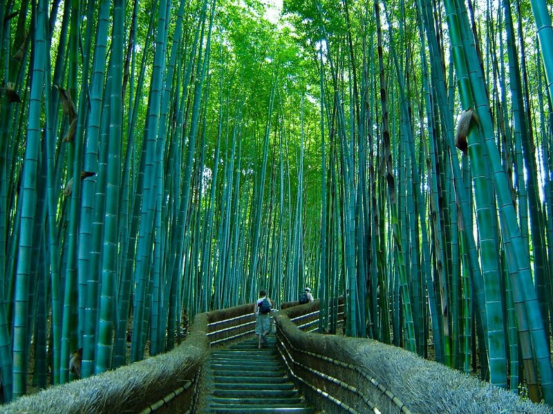 http://www.ilmondofralemani.it/2016/04/30/foresta-di-bambu-arashiyama/