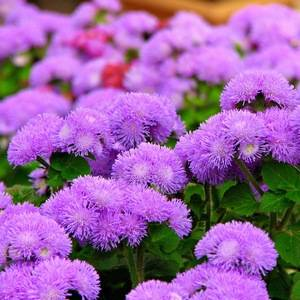 https://sad-doma.net/wp-content/uploads/2015/08/ageratum_houstonianum1.jpg