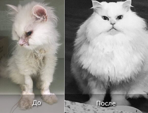 Источник: www.facebook.com/jonsnowrescuekitty