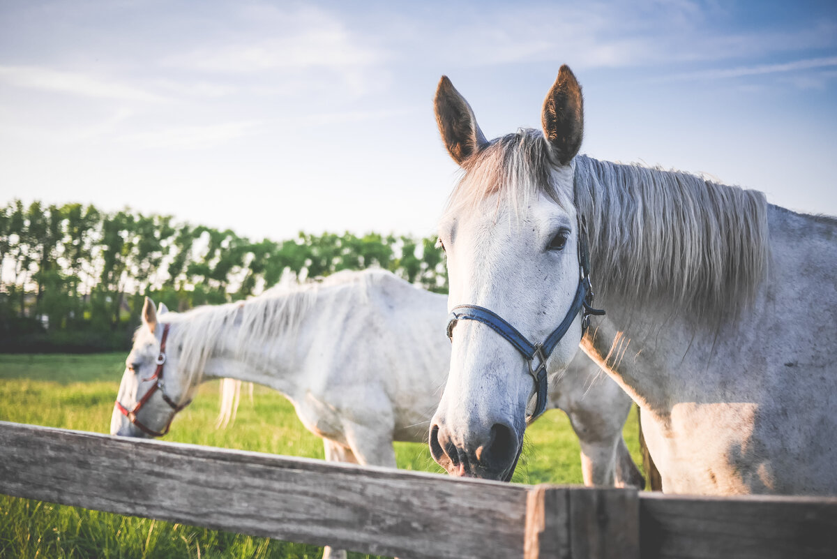 https://picjumbo.com/two-white-horses-on-grand-pasture/