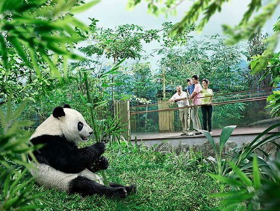 https://www.tripadvisor.com.sg/Attraction_Review-g294265-d4089881-Reviews-River_Safari-Singapore.html