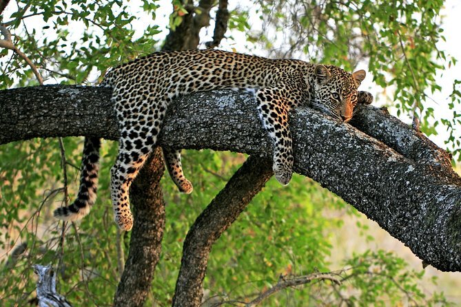 https://www.viator.com/it-IT/tours/Singapore/Singapore-Night-Safari-with-optional-Buffet-Dinner/d18-3695NSC