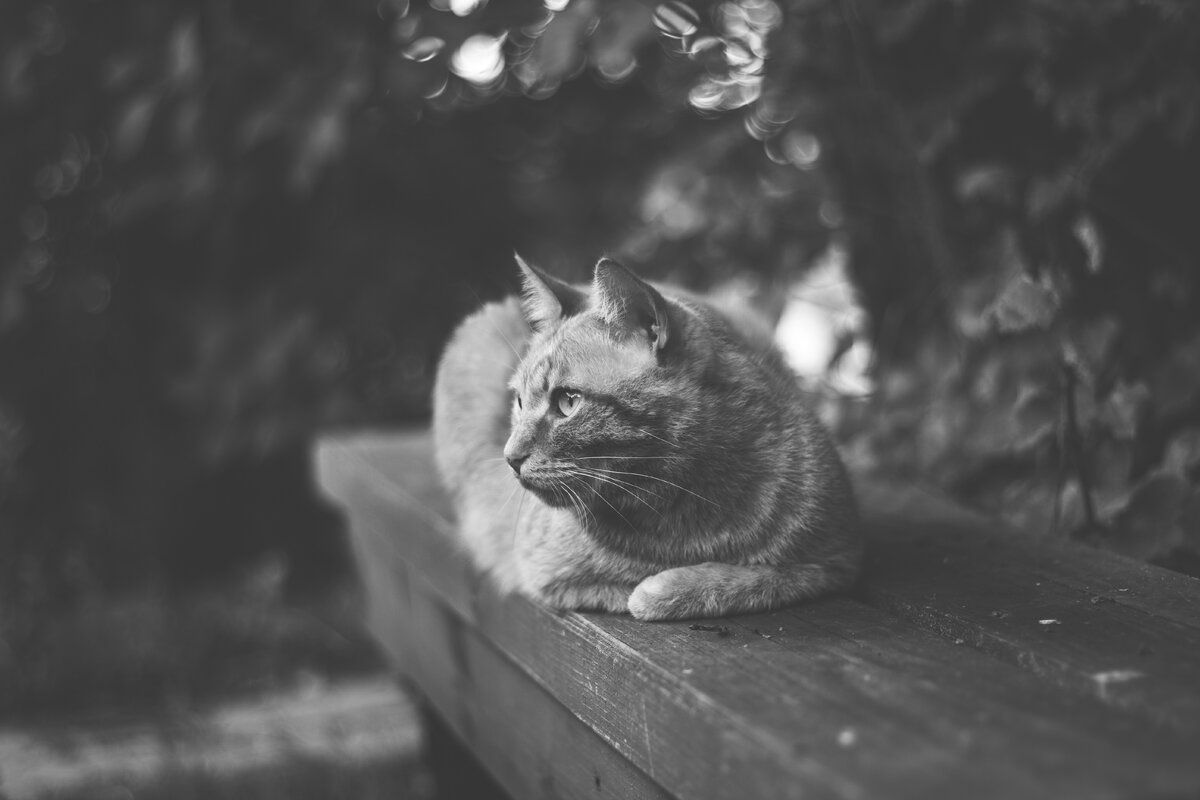 https://unsplash.com/photos/QFkiMoKzovY