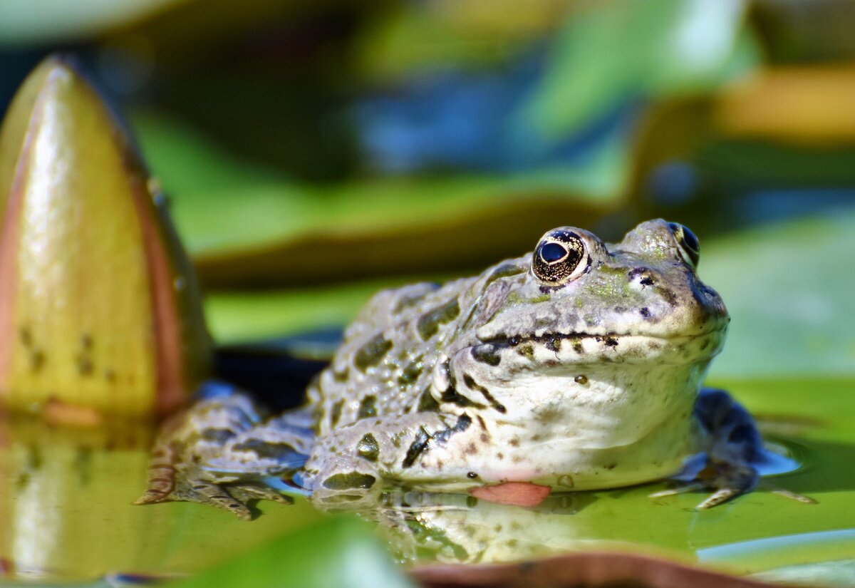 https://cdn.pixabay.com/photo/2019/07/10/16/56/frog-4329013_1280.jpg