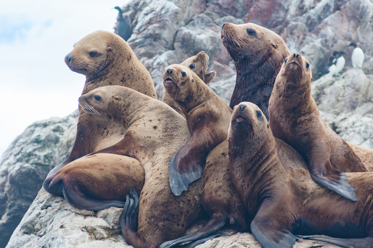 Сивуч. Фото: Илья Шариков