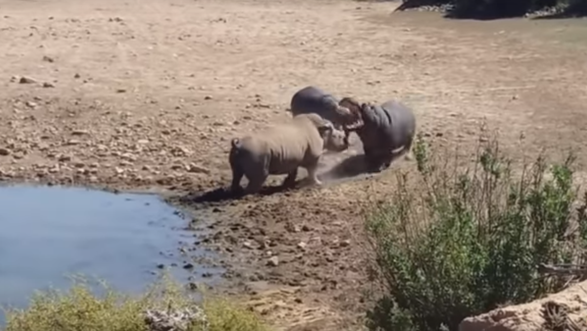 Двое на одного