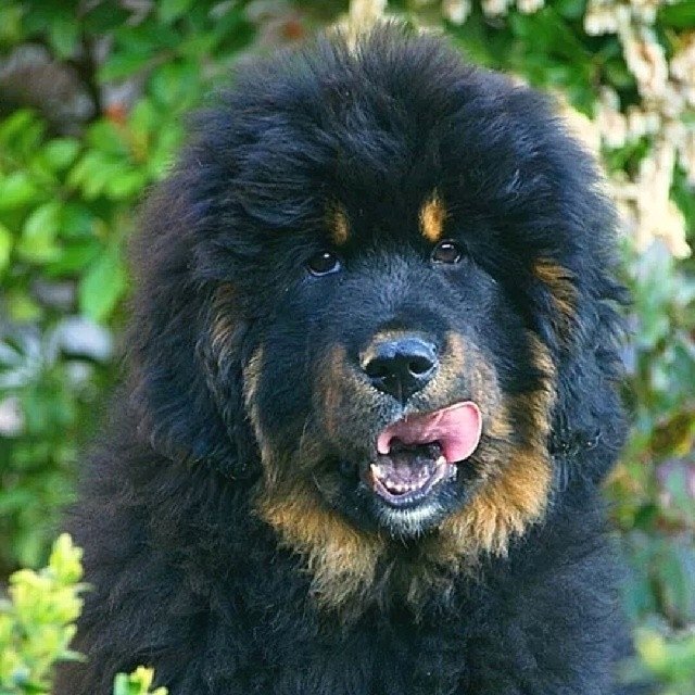 Фото взято с сайта https://lapkins.ru/dog/tibetskiy-mastif/