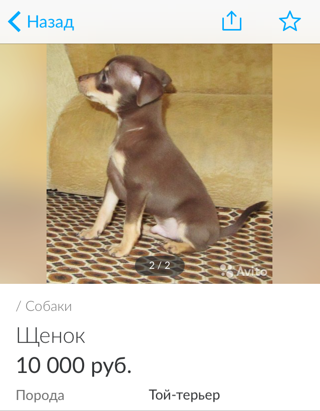 Вот единственные фотографии маленького Ри (Скрин объявления с авито)