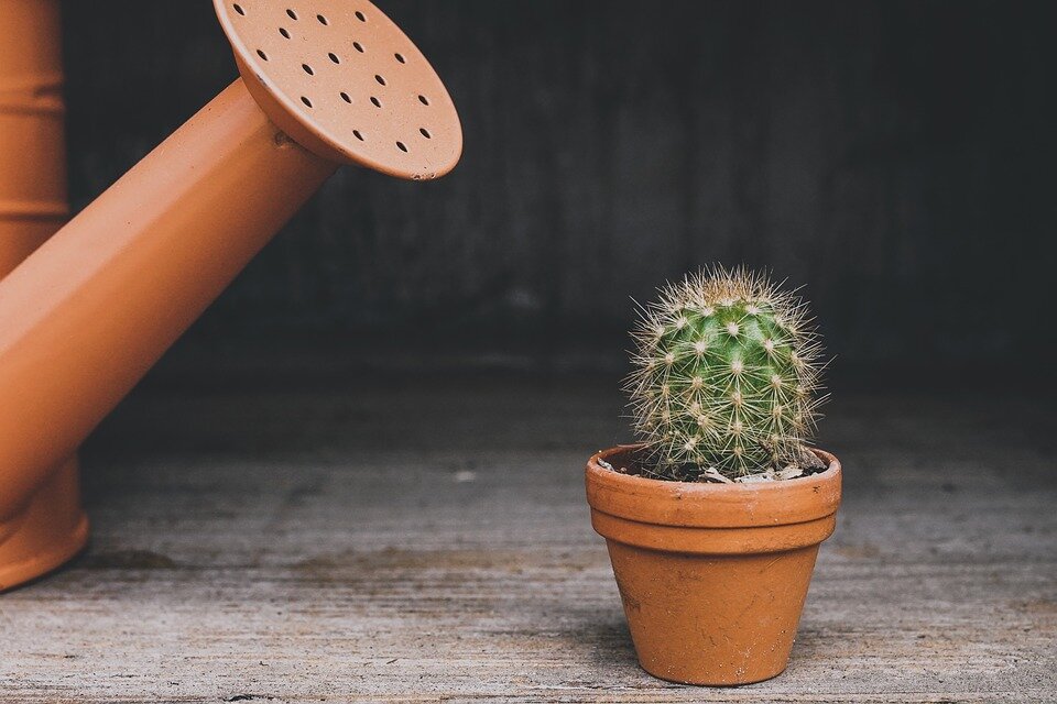 https://cdn.pixabay.com/photo/2019/04/27/21/56/cactus-4161380_960_720.jpg