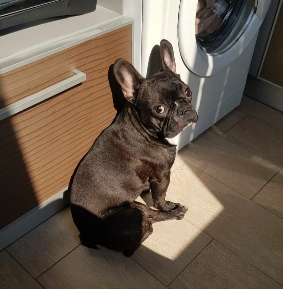 Баксик. Фото сестры