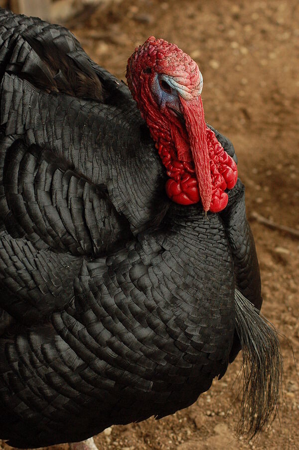 https://upload.wikimedia.org/wikipedia/commons/thumb/1/19/Black_Spanish_Turkey_Tom.jpg/600px-Black_Spanish_Turkey_Tom.jpg