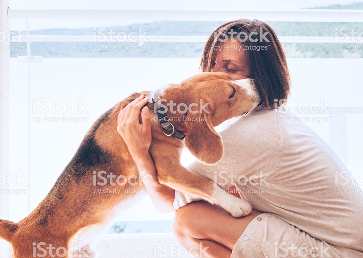 https://www.istockphoto.com/ru/%D1%84%D0%BE%D1%82%D0%BE/tender-home-scene-with-woman-owner-and-her-beagle-dog-gm999250974-270255220