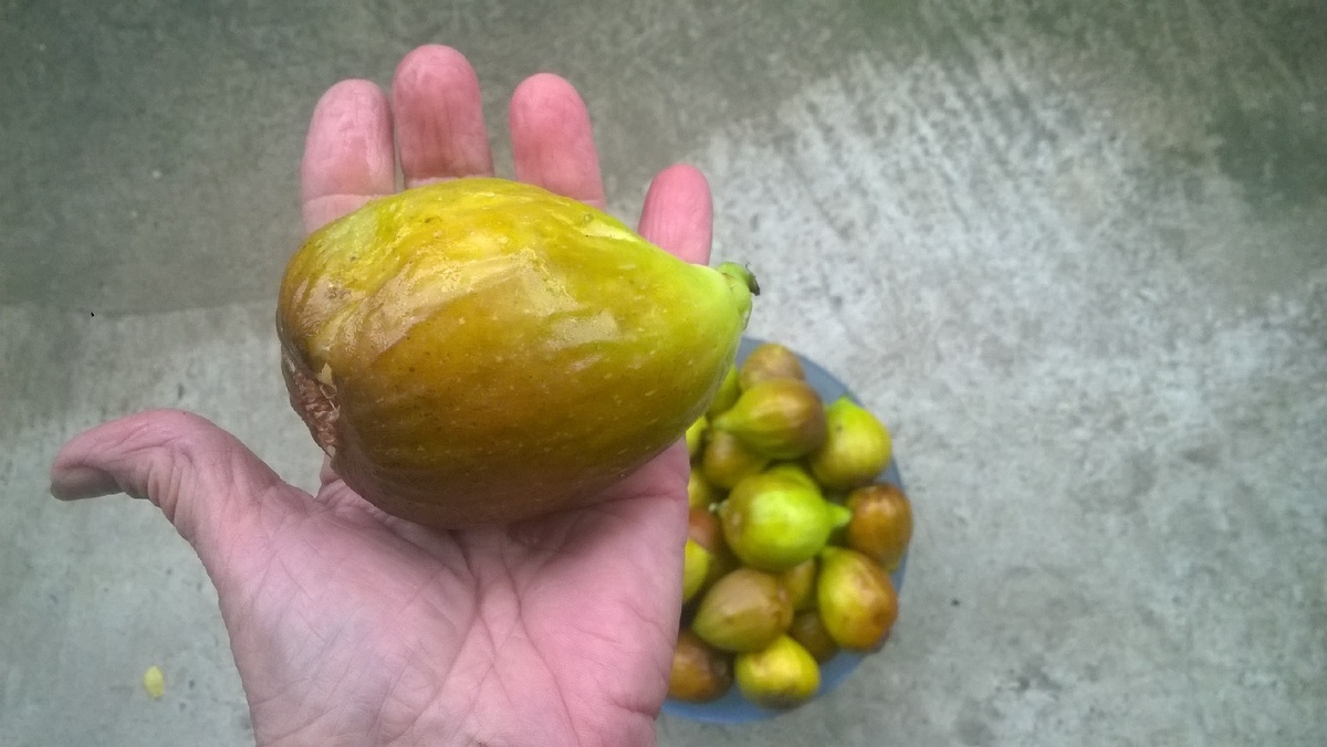 плод инжира первого урожая