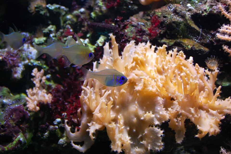 https://cdn.pixabay.com/photo/2014/05/02/02/00/aquarium-335840_960_720.jpg