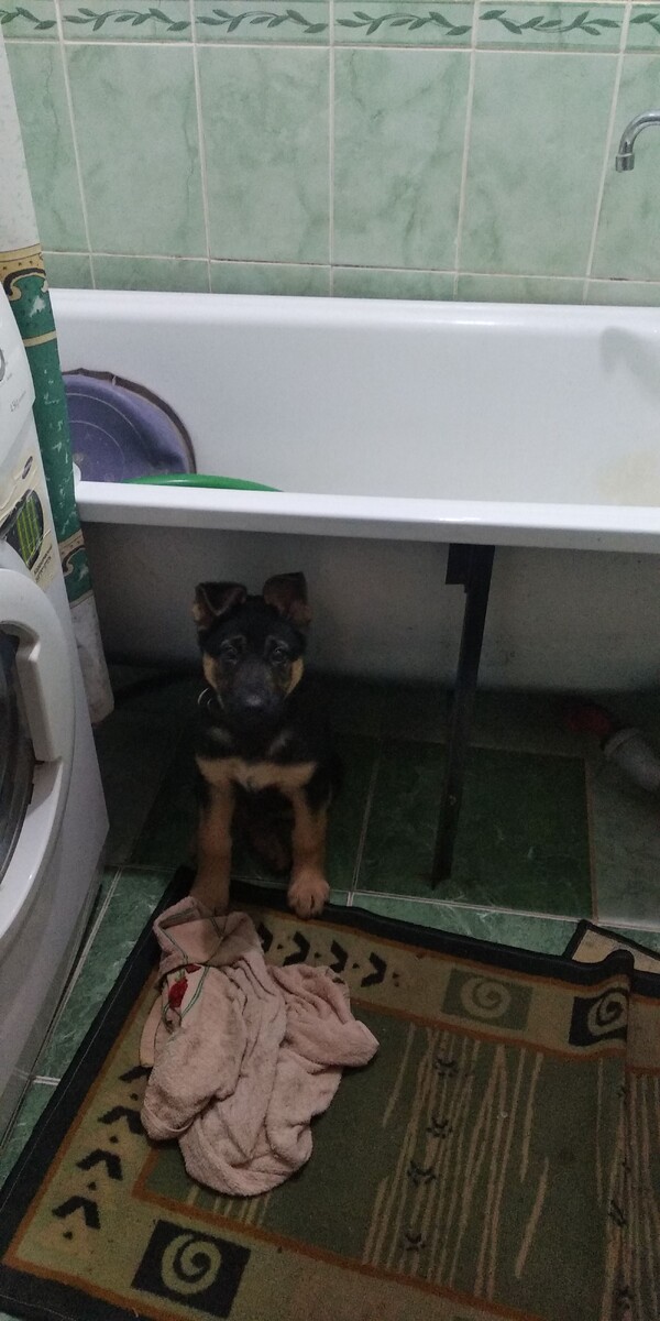 Лапы мыть его решение...