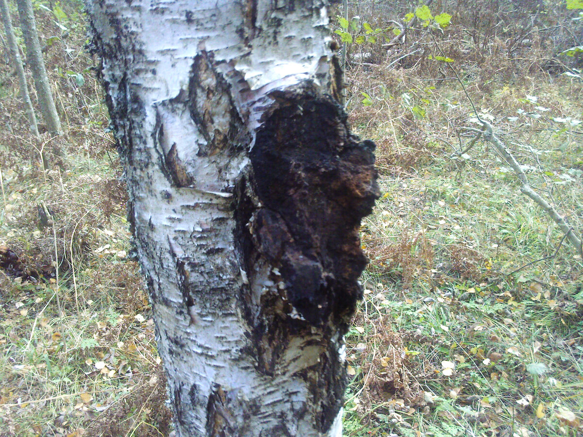 Лекарственный гриб. Используйте для приготовления чаев, настоек и приправ. Аптечный бифунгин на основе чаги - препарат для профилактики онкологии. 