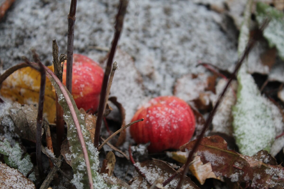 фото: Эльвира Мубаракшина/ "Трудовая слава"