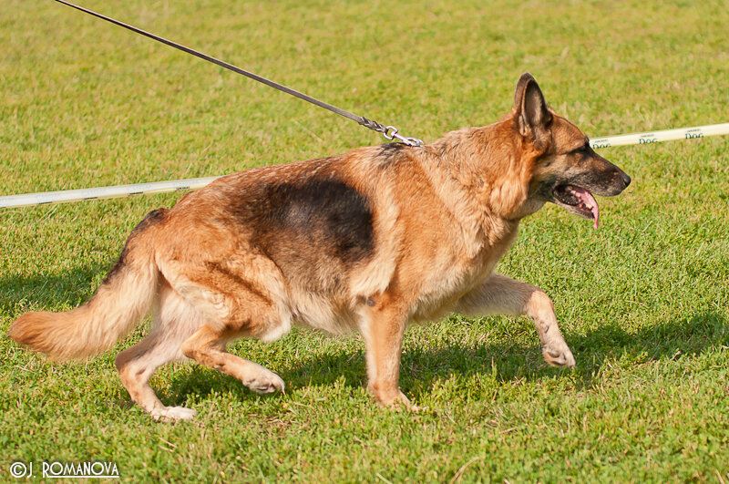 Немецкая овчарка Фёкла из питомника "Ниганик Ал Юрь", в возрасте 10 лет.