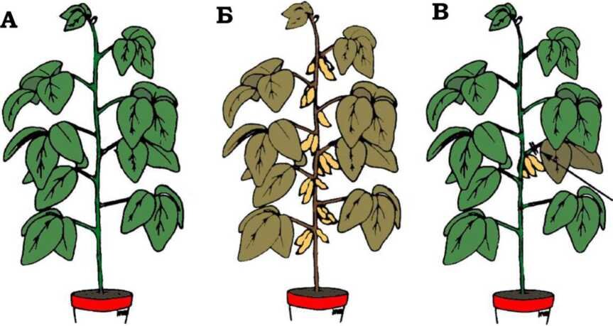 А – молодая соя;                            Б – старая соя с созревшими бобами;
В – старая соя, у которой заранее были удалены бобы на всех ветках, кроме одной (помечено стрелкой).
