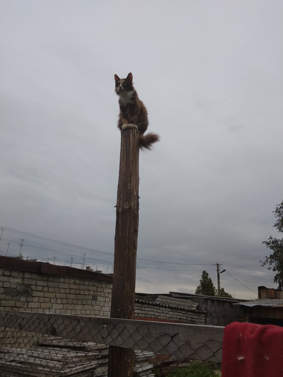 Лапка