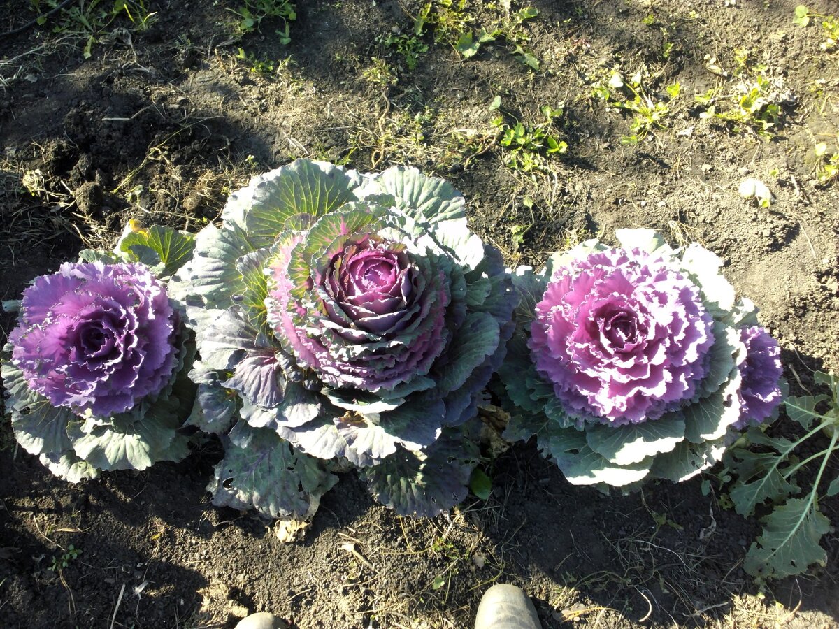 На какие цветы похожи эти кочаны?