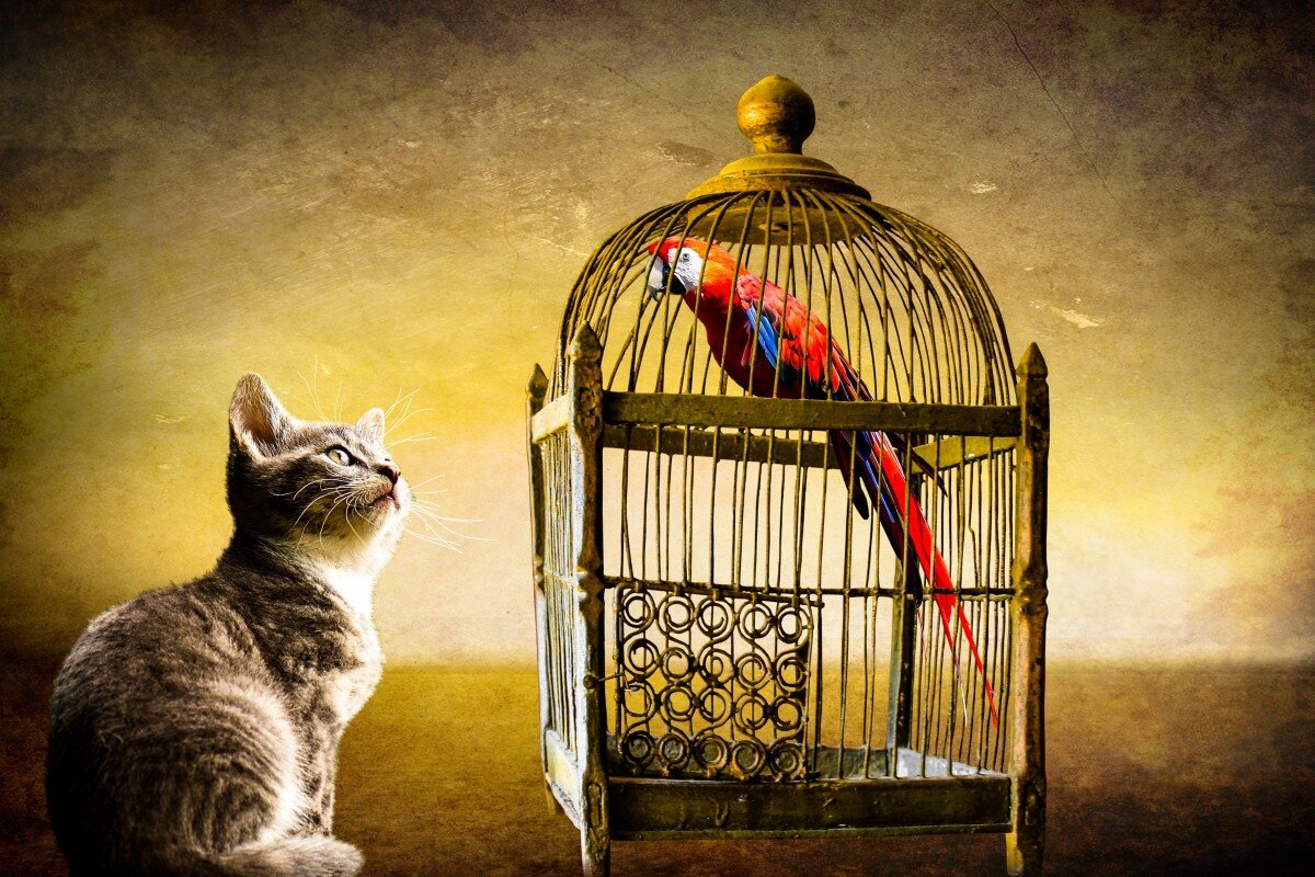 https://c.pxhere.com/photos/a3/9e/animals_cat_bird_parrot_cage_caught_security_imprisoned-1274572.jpg!d