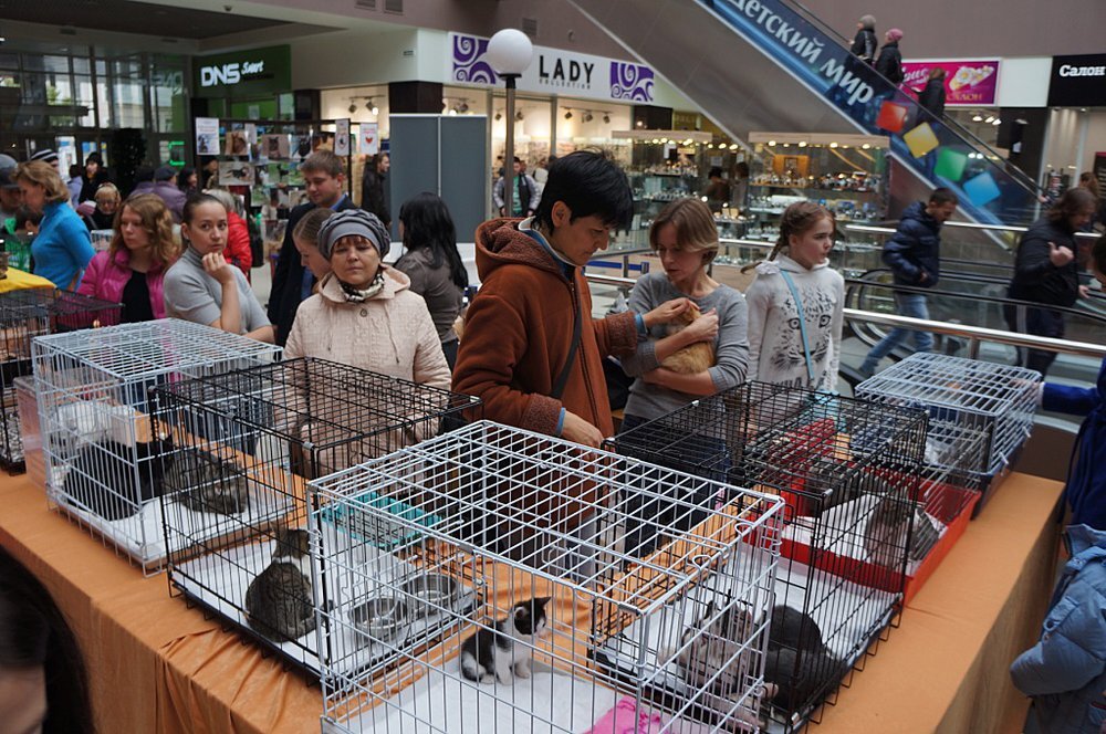 Раздача бездомных животных в нашем городе.