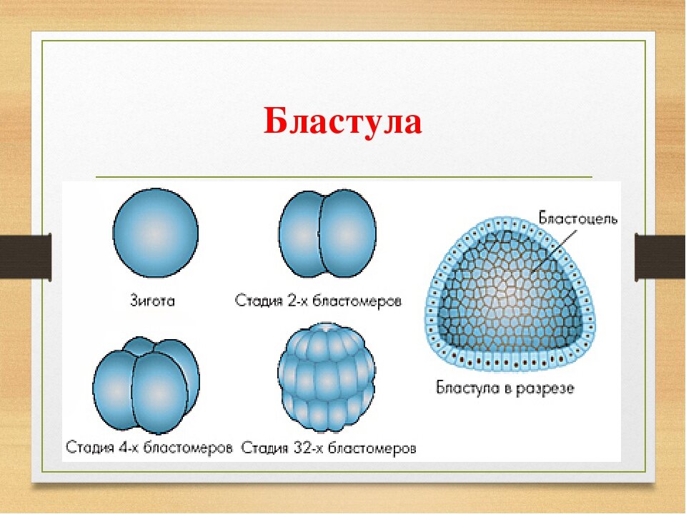 Из чего формируется рисунок