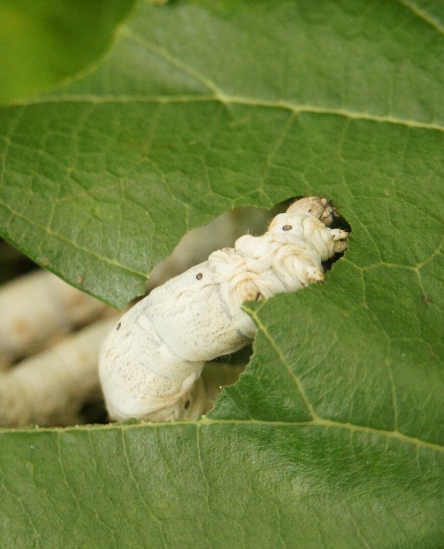 pixabay.com/ru/photos/шелкопряд-летнюю-акцию-в-шелковица-3576503/