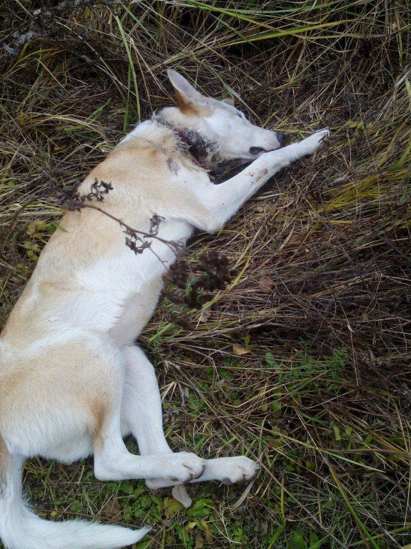  История этой собаки произошла в октябре 2015 года в городе Калуга. На телефон волонтера поступил звонок - женщина попросила помощи для умирающей собаки. 