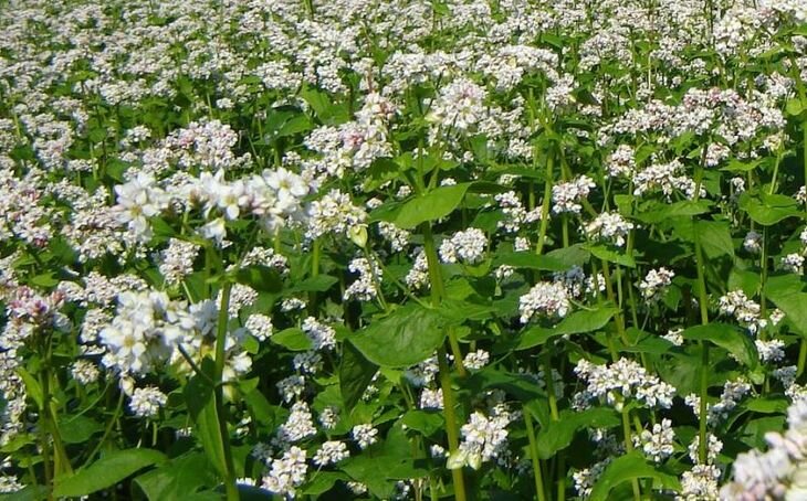 Так выглядит растение гречиха