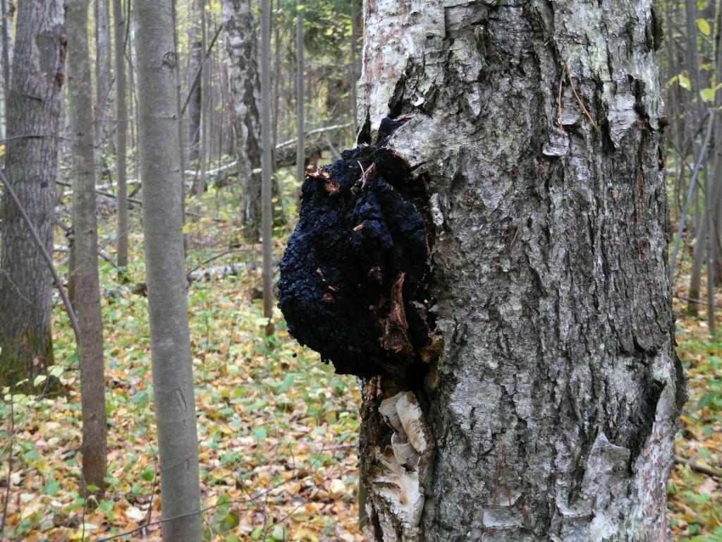 Чага удобная (фото пользователя Юкош) - пнул, и она вся твоя