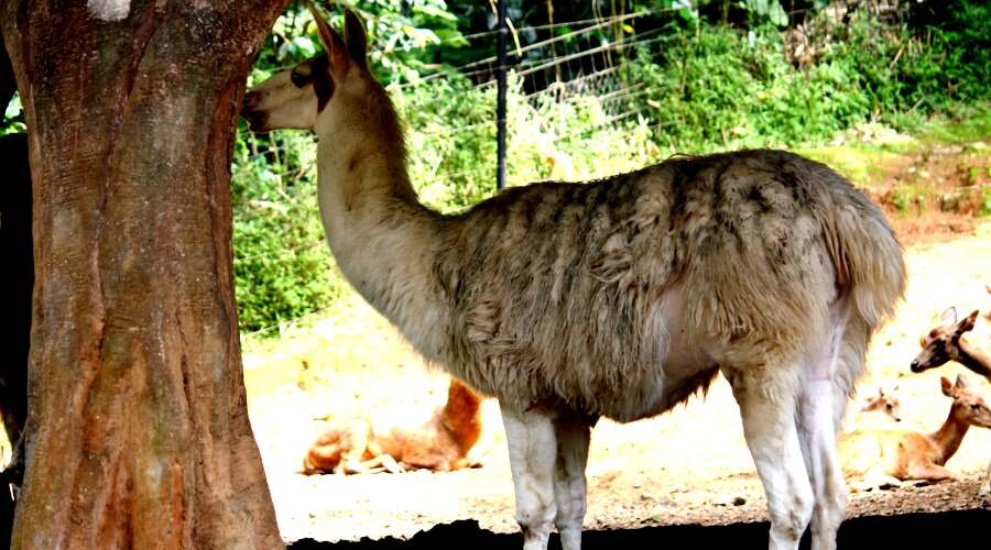 Лама используется только для разведения потомства.