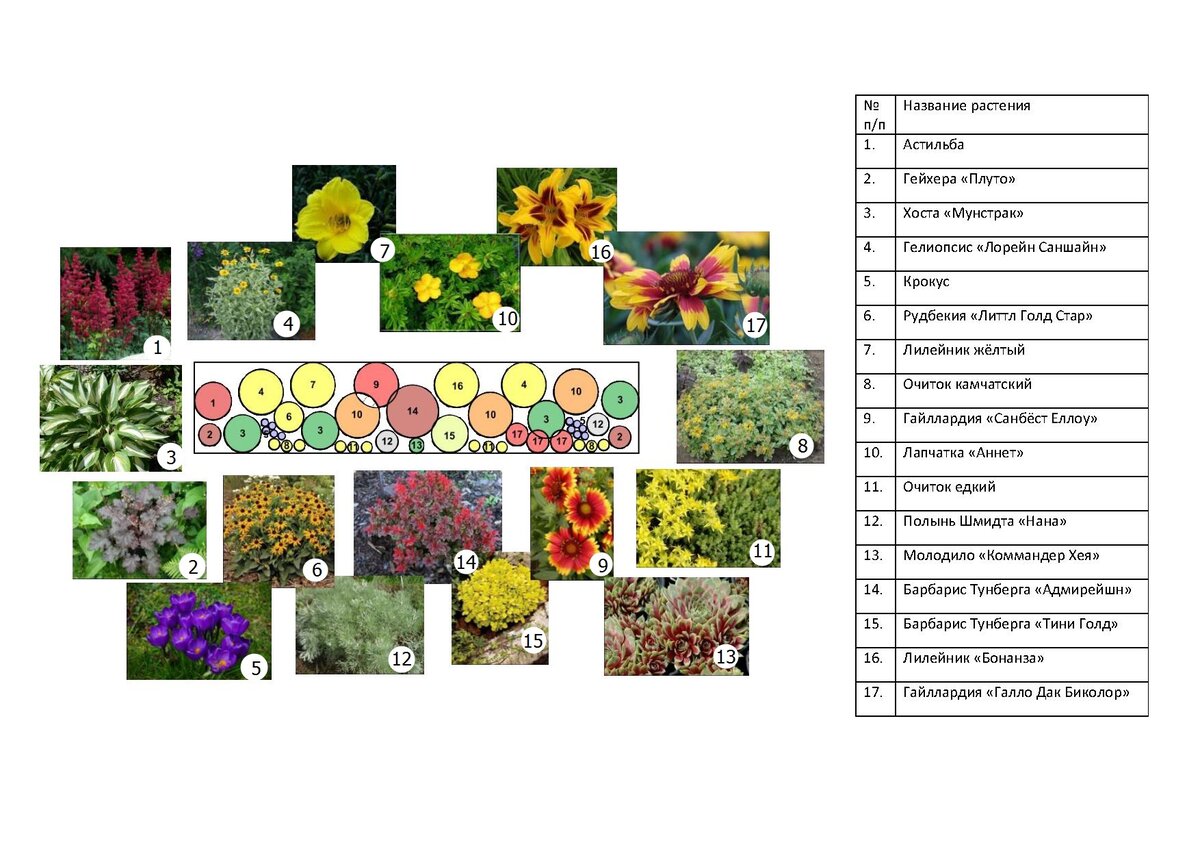 Клумбы непрерывного цветения из многолетников схемы с описанием