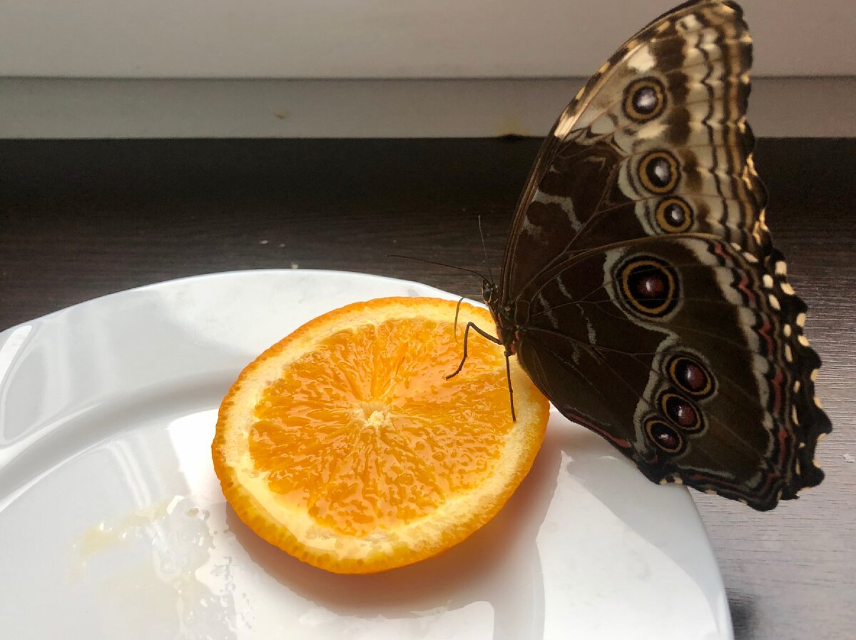Исследовательская работа о возможности разведения бабочек в домашних условиях с фотоэкскурсиями