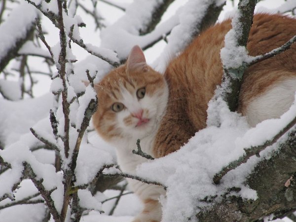 Кот на дереве