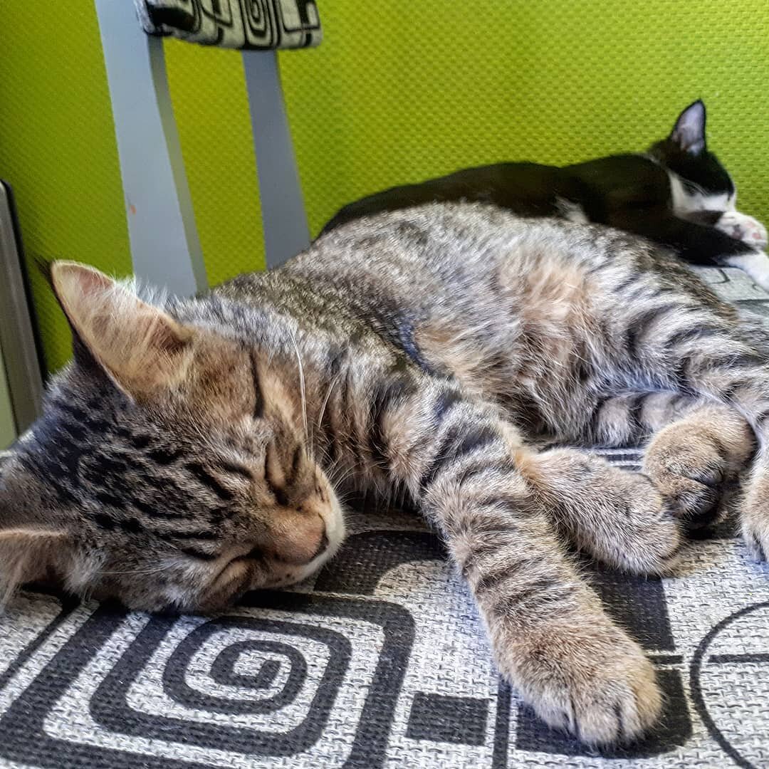 спят усталые котята...