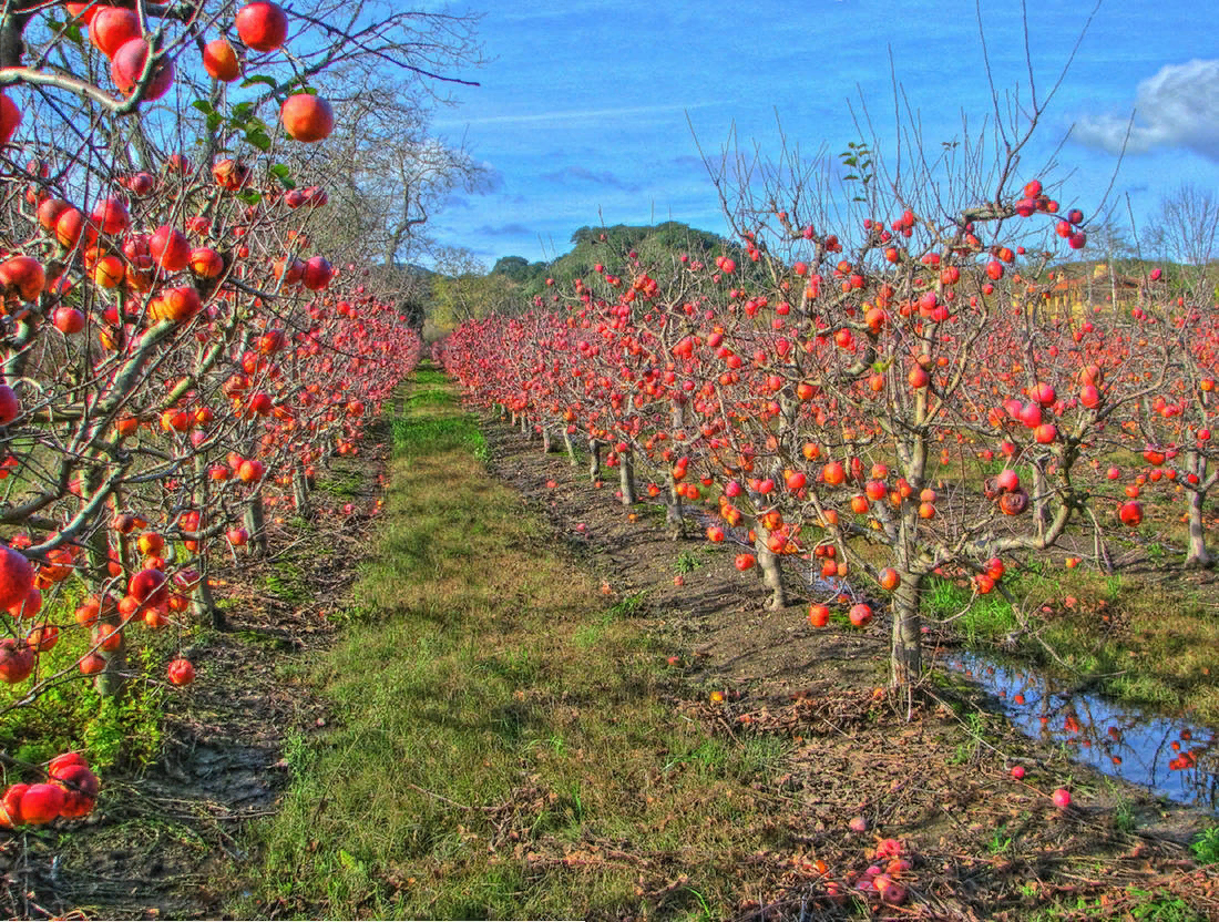 яблоня карликовая с2l. яблоня карликовая с2l. карликовый подвой. яблоня фуджи карликовая. мм-106 подвой яблони.