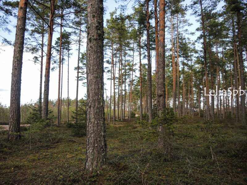 Кургальский заказник презентация