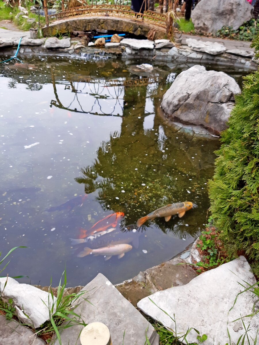 Рыбки в пруду
