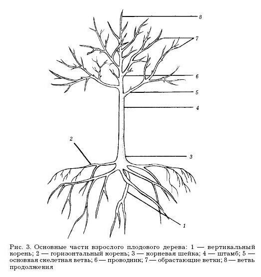 Общая  схема для плодового дерева