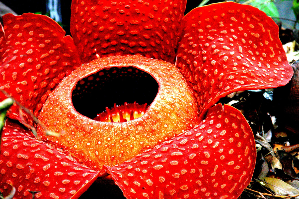 Какой из цветов ядовитый. Растение раффлезия Арнольди. Цветок паразит раффлезия. Раффлезия Арнольди цветок паразит. Раффлезия Арнольди самый большой цветок в мире.