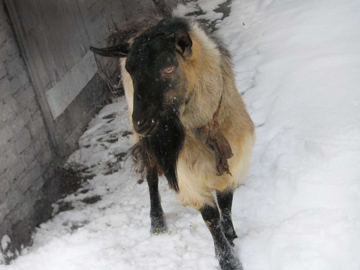 Фото козла Кольки