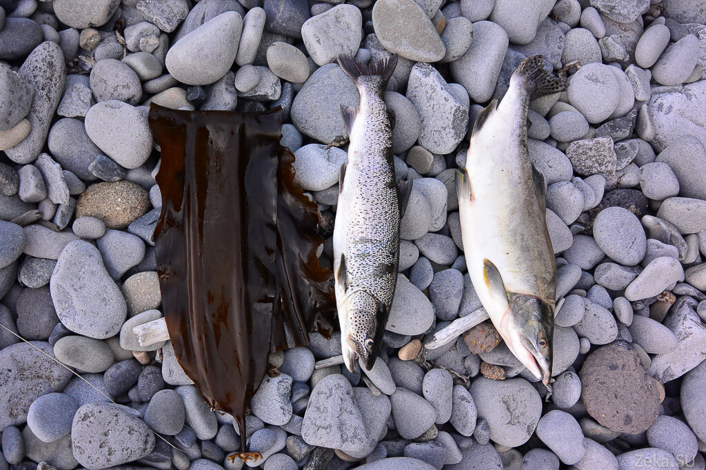 Рыба и ламинария