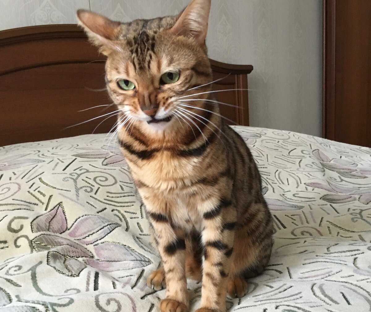 Кот дома