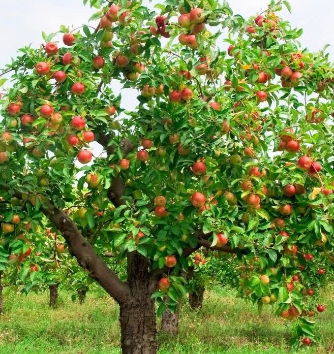 Яндекс. Картинки