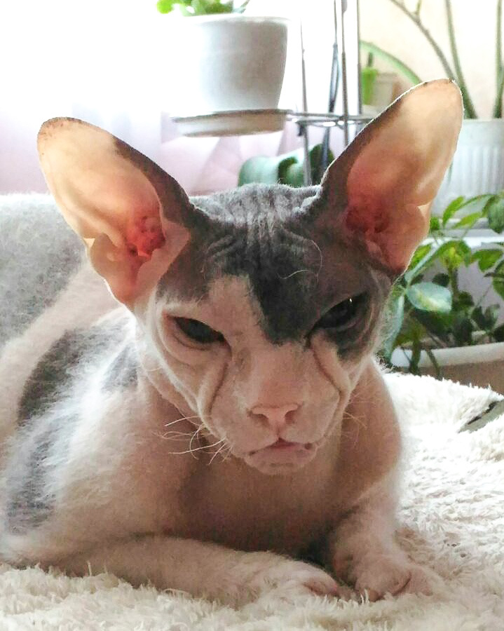 Наш Центурион